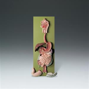 Human Digestive Tract Model